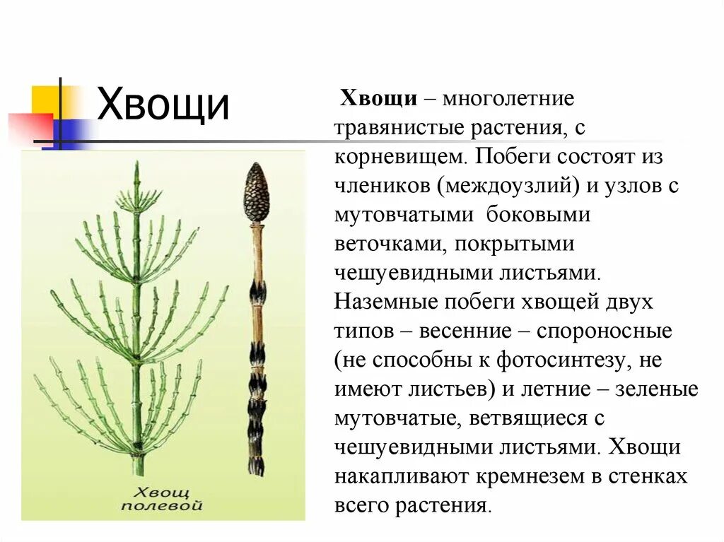 Хвощи и плауны это многолетние. Весенний побег хвоща полевого. Спороносный побег полевого хвоща весенний. Внешнее строение летнего побега хвоща полевого. Стебель хвоща полевого.