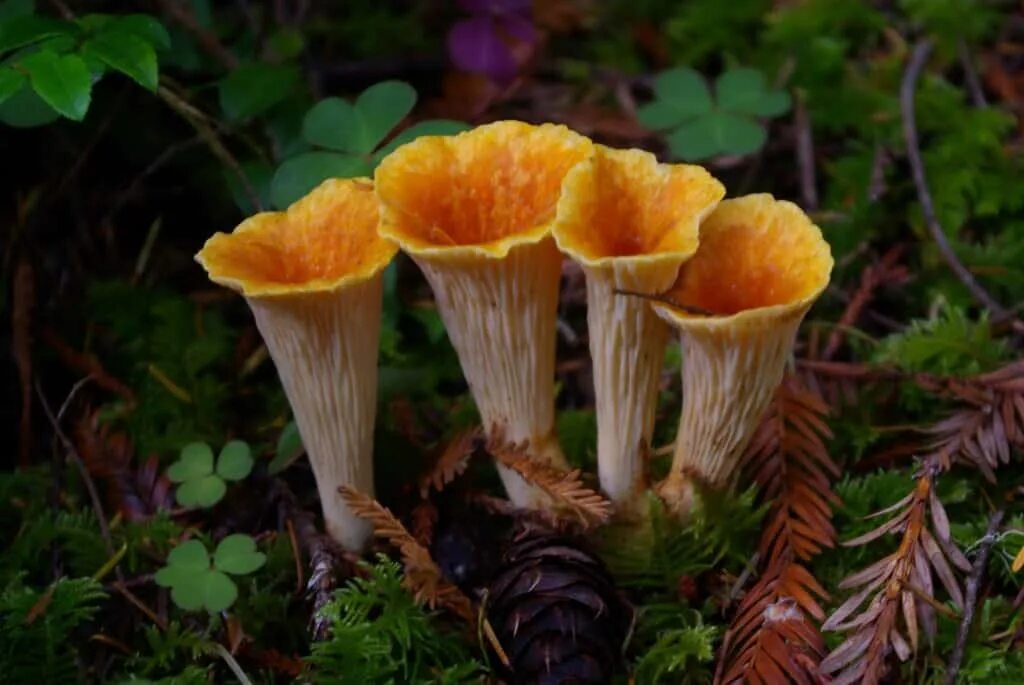 Лисичка трубчатая фото. Ложные лисички трубчатые. Лисичка желтеющая гриб. Лисичка воронковидная трубчатая. Гомфус чешуйчатый.