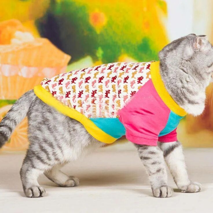 Популярные котики с одеждой
