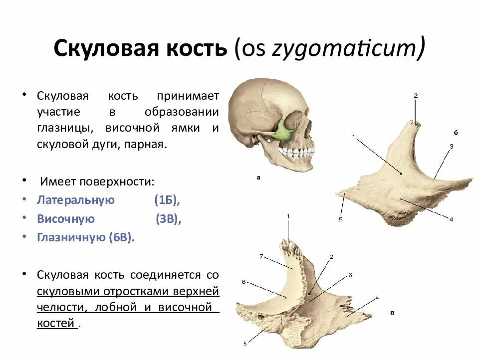 Скуловая кость черепа функция. Скуловая кость (os zygomaticum). Скуловая кость черепа анатомия костей. Скуловая кость, анатомические структуры.. К какому отделу черепа относится скуловая кость