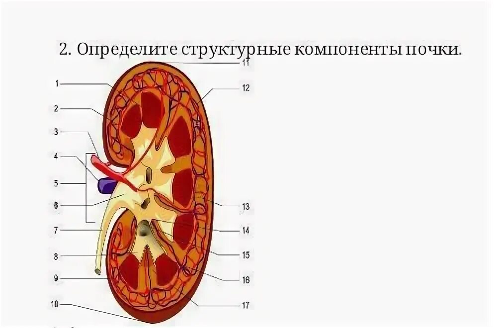 Структурные элементы почек. Определите структурные компоненты почки. Элементы почечной ножки. Укажите структурные элементы почки.