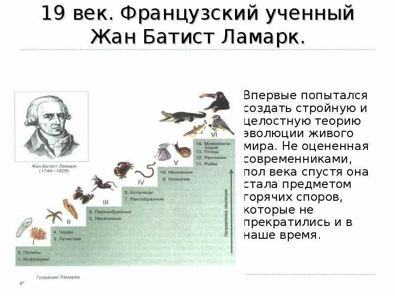 Эволюционные взгляды ж б ламарка. Эволюционное учение жана Батиста Ламарка. Эволюционная концепция жана Батиста Ламарка.