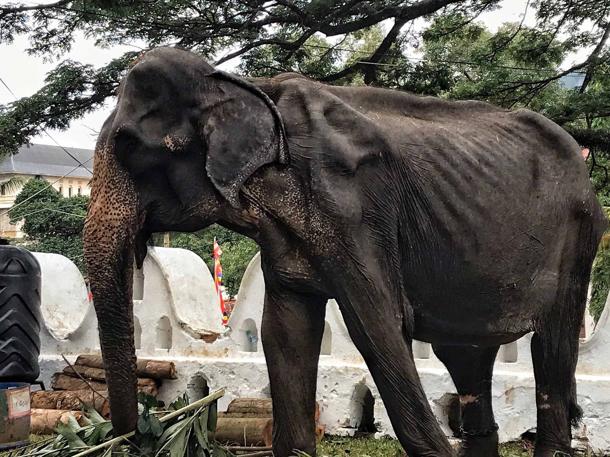 Old elephant. Шри Ланка слон. Тощий слон. Стройный слон.