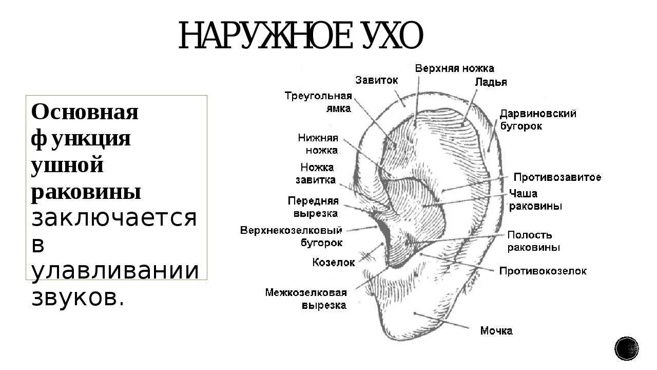 Строение и функции наружного уха. Схема наружного уха человека. строение наружного уха человека схема с описанием. схема строения ушной раковины. строение ушной раковины человека схема.