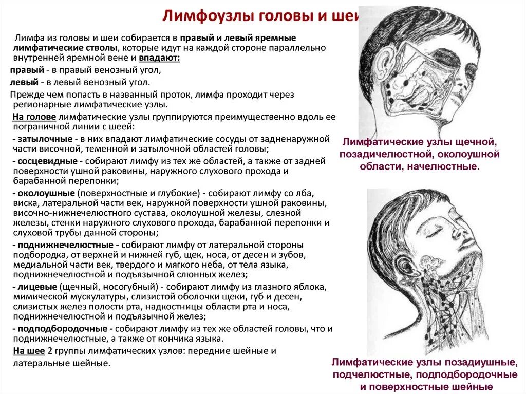 Схема лимфоузлов головы. Лимфатическая система головы и шеи схема. Схема лимфатической системы узлов лица. Схема оттока лимфы от головы и шеи. Схема лимфоузлов на голове.