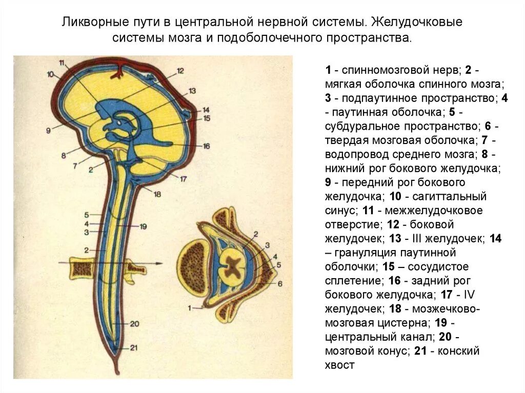 Расширенные ликворные пространства. Ликворная система головного мозга схема. Строение ликворопроводящих путей головного и спинного мозга. Схема циркуляции ликвора. Системы циркуляции цереброспинальной жидкости.