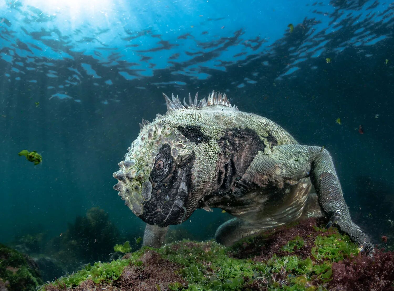 Черная живет в воде. Галапагосская игуана. Морская игуана. Галапагосская морская игуана под водой. Морская игуана Галапагосские острова фото.