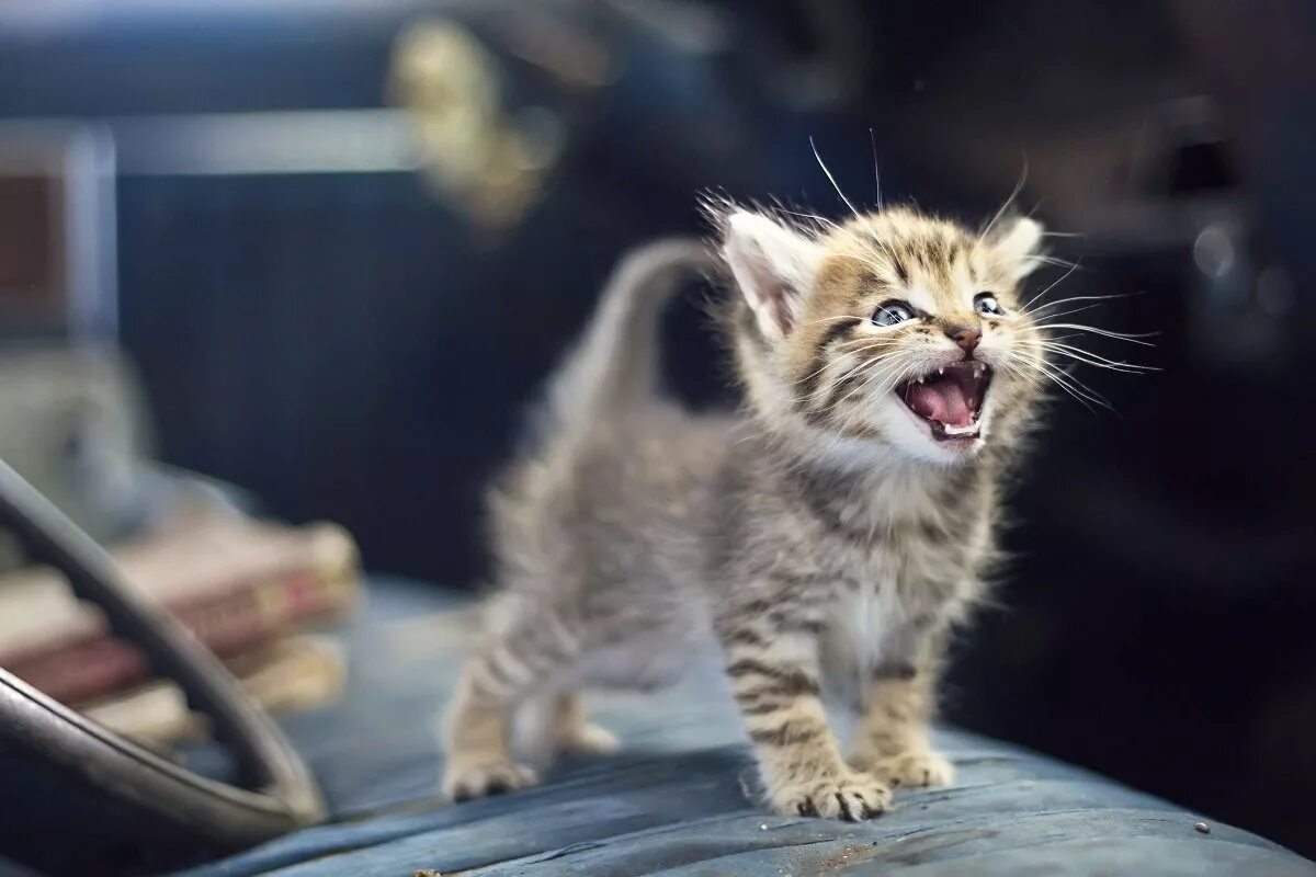 Послушать звуки кошек. Котенок мяукает. Котенок мяучит. Маленькие милые котята мяукают. Котенок рычит.