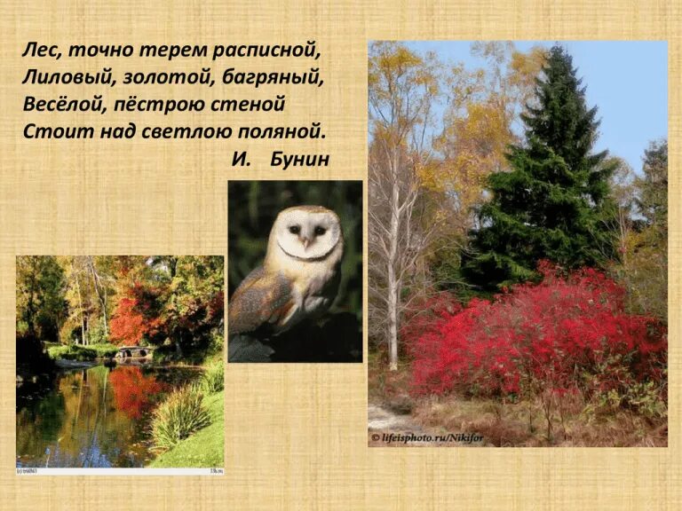 Лес словно терем. Лес словно Терем расписной лиловый золотой багряный. Лиловый золотой багряный. Бунин лес. Лес словно Терем расписной средство выразительности.