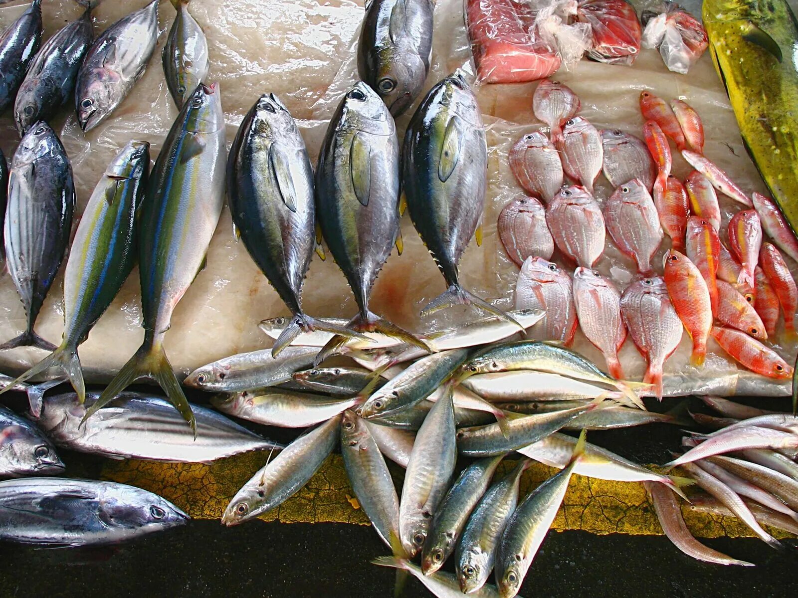 морская рыба в магазинах. морские рыбки. сардины. Pollock рыба. недорогая рыба.