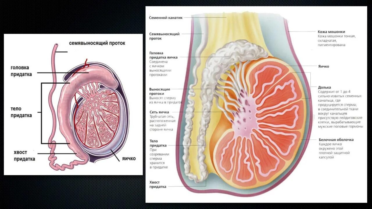 Строение яичка и придатка яичка. Придаток яичка анатомия строение. Привесок придатка яичка анатомия. Головка придатка яичка анатомия. Яички мужчин цена