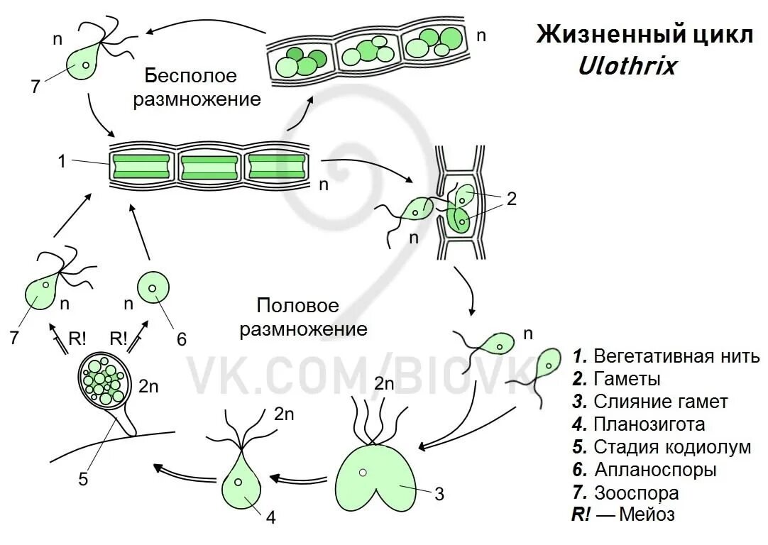 Улотрикс жизненный цикл схема. Жизненный цикл цикл улотрикса. Жизненный цикл улотрикса схема. Цикл развития улотрикса схема. Чем представлен гаметофит у улотрикса