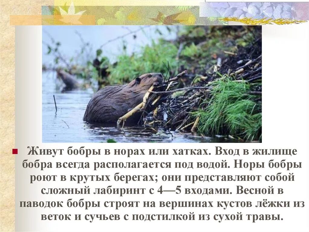 Сообщение о бобре. Бобер фото. План сообщения о бобрах. План сообщения о бобрах. Сообщение о бобрах кратко.