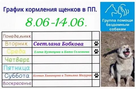 Сколько раз кормить щенка в 4 месяца