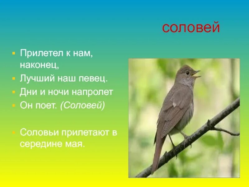 День соловья. Соловьи России. Соловьи соловьи. Соловьи прилетели. Загадка про соловья