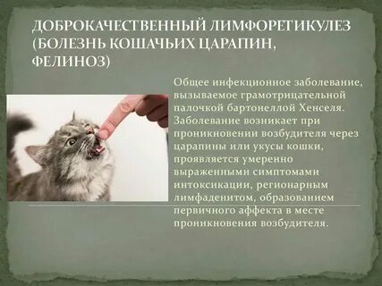 Симптом кошачьей царапины