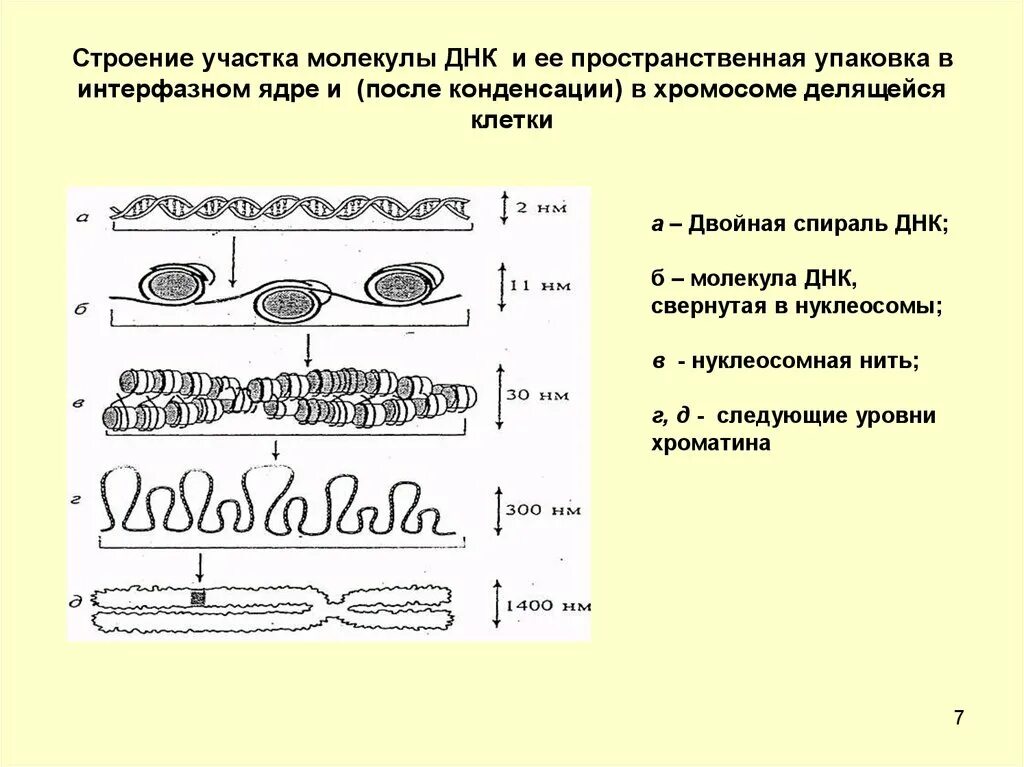 Спирализация молекулы. Уровни упаковки ДНК. Упаковка ДНК В интерфазном ядре. Уровни упаковки ДНК В хромосоме. Упаковка ДНК В интерфазной хромосоме.