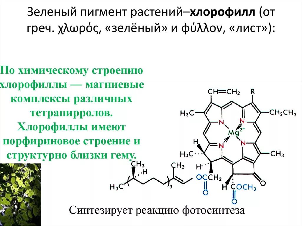 Какой растительный пигмент не образуется. Пигменты фотосинтеза хлорофилл каротиноиды. Хлорофилл каротиноиды и антоцианы. Содержит зелёный пигмент хлорофил. Химические формулы растительных пигментов.