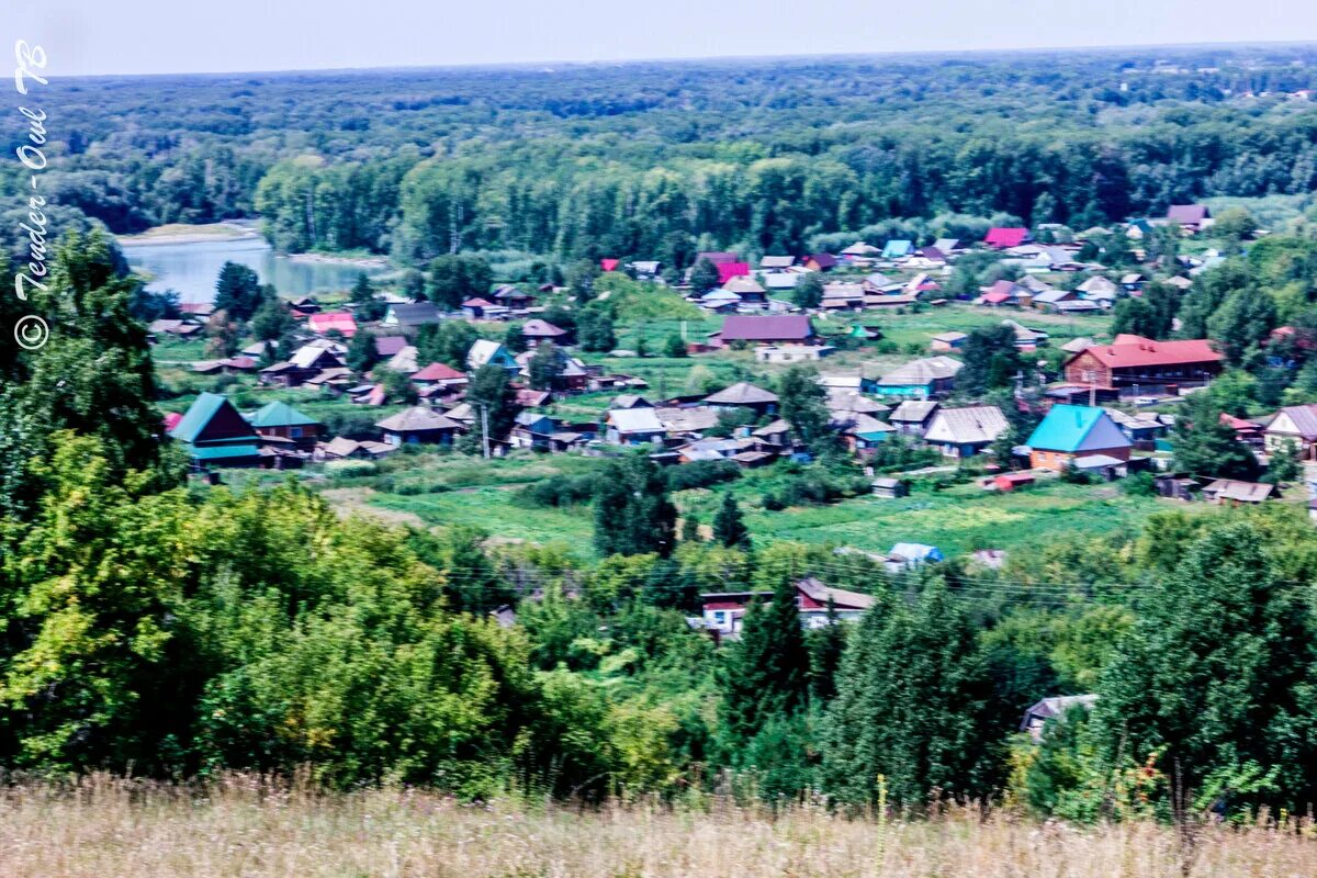 Деревня Сростки Алтай. Шукшин Сростки. Село Сростки Бийский район. Алтайский край Бийский район село Сростки. Сростки погода бийского алтайского края