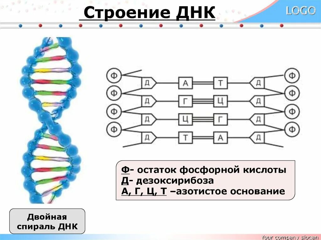 Выберите признаки молекулы днк. Схема строения молекулы ДНК. Схематичное строение молекулы ДНК. Схематическое строение ДНК. Структура молекулы ДНК схема.