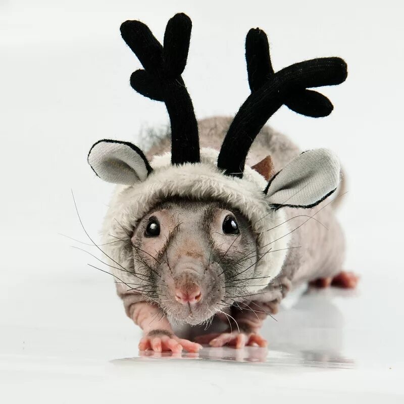 прикольные крысы. прикольный мышонок. забавные мышки. милая крыса. крыски эллен ван дилен.