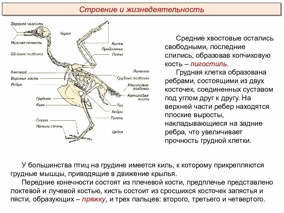 Для чего служит киль у птиц. Строение грудной кости птиц. Скелет птицы киль. Грудная кость у птиц. Особенности строения костей птиц.