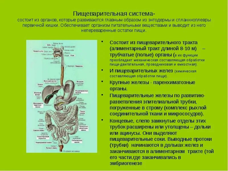 Из каких 2 отделов состоит. Система пищеварения состоит из. пищеварительная система ткани из которых состоят органы. пищеварительная система состоит из 2 составляющих:. из каких органов состоит пищеварительный аппарат человека.