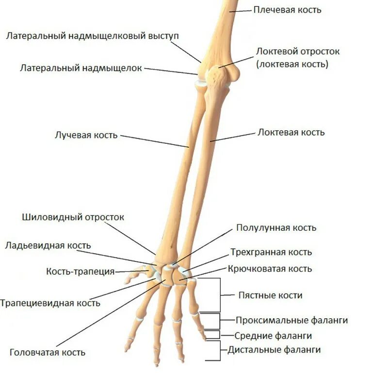 Лучевая кость предплечья строение. Кости предплечья и кисти их строение и соединения. Лучевая кость руки строение. Строение костей предплечья и кисти анатомия.