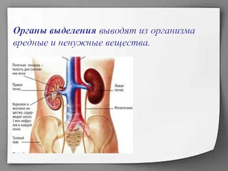 Выделение. Органы выделения.. Вывод токсичных веществ из организма.