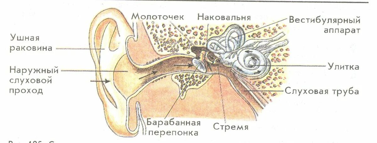 Слуховая труба вестибулярный аппарат. Строение уха рис 139. Строение уха человека биология 8. Строение органа слуха и вестибулярного аппарата рисунок. Структуры уха и вестибулярного аппарата.