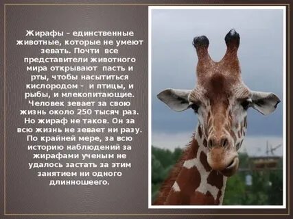 4 факта о животных