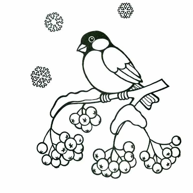 Снегирь шаблон для аппликации. Снегирь на ветке раскраска. Шаблон снегиря и синицы. Трафарет снигери для вырезания. Шаблон снегиря и синицы.