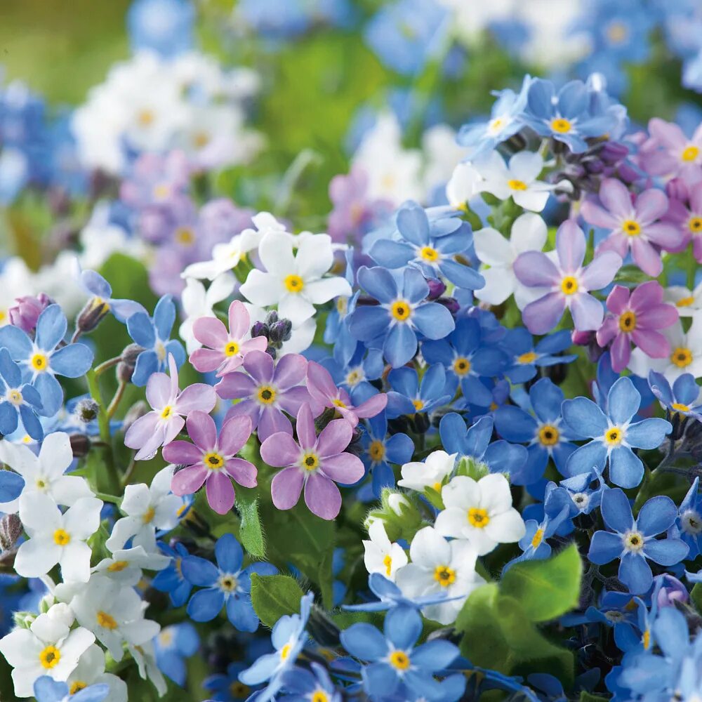 Незабудка Альпийская (Myosotis alpestris). Незабудка Мон ами.