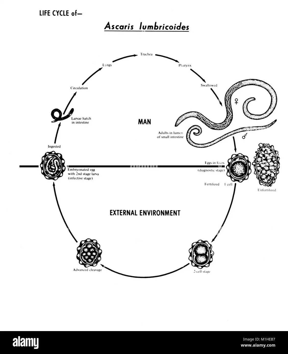 Жизненный цикл Ascaris lumbricoides схема. Жизненный цикл аскариды человеческой схема. Схема жизненного цикла аскариды (Ascaris lumbricoides). Цикл развития аскариды человеческой.