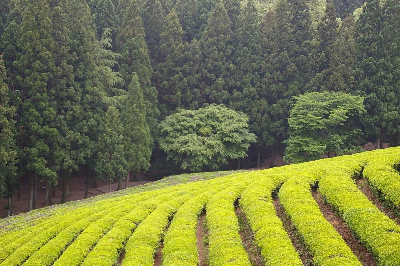 Дерево плантации. Плантации Керичо. Фенхуан плантации. Плантация зеленого чая Лунцзин. Плантации Халлертау.