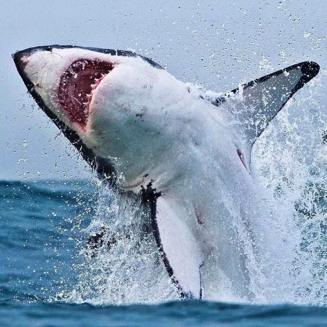 Акула белая, акула-людоед, кархародон. Большая белая акула (great White Shark).