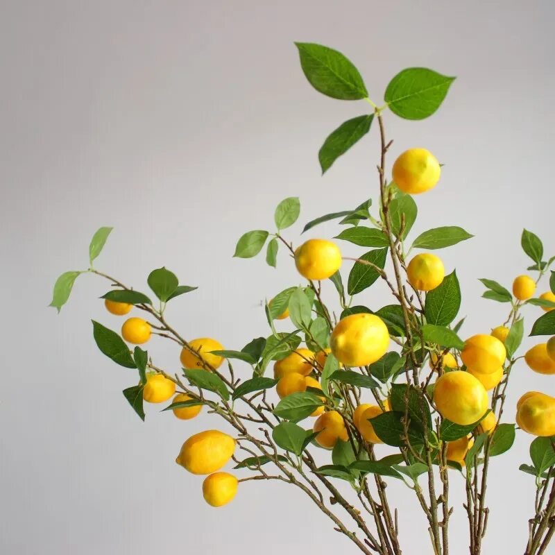 Маленькое лимонное дерево. Лимонное дерево. Ветка лимона. Лимон растение. Ветка лимона искусственная.