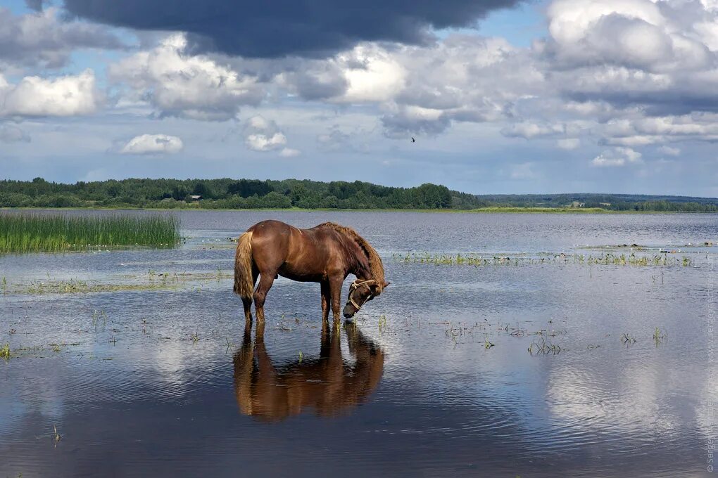 Лошадь пьет воду. Лошади на водопое. Лошадь на речке. Лошадь у реки. Кони у реки.