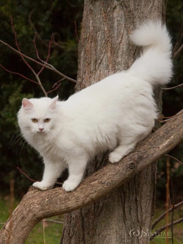 Норвежский лесной белый кот. Норвежский лесной белый кот. Сибирская ангара кошка. Норвежская лесная порода биколор. Сибирская норвежская лесная кошка.