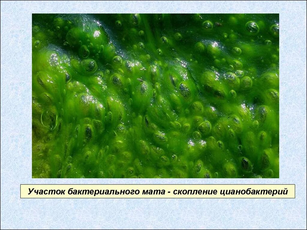Цианобактерии относят к водорослям. Синезеленые водоросли цианобактерии. Цветение воды цианобактерии. Отдел цианобактерии сине-зеленые водоросли. Цианобактерии одноклеточные водоросли.