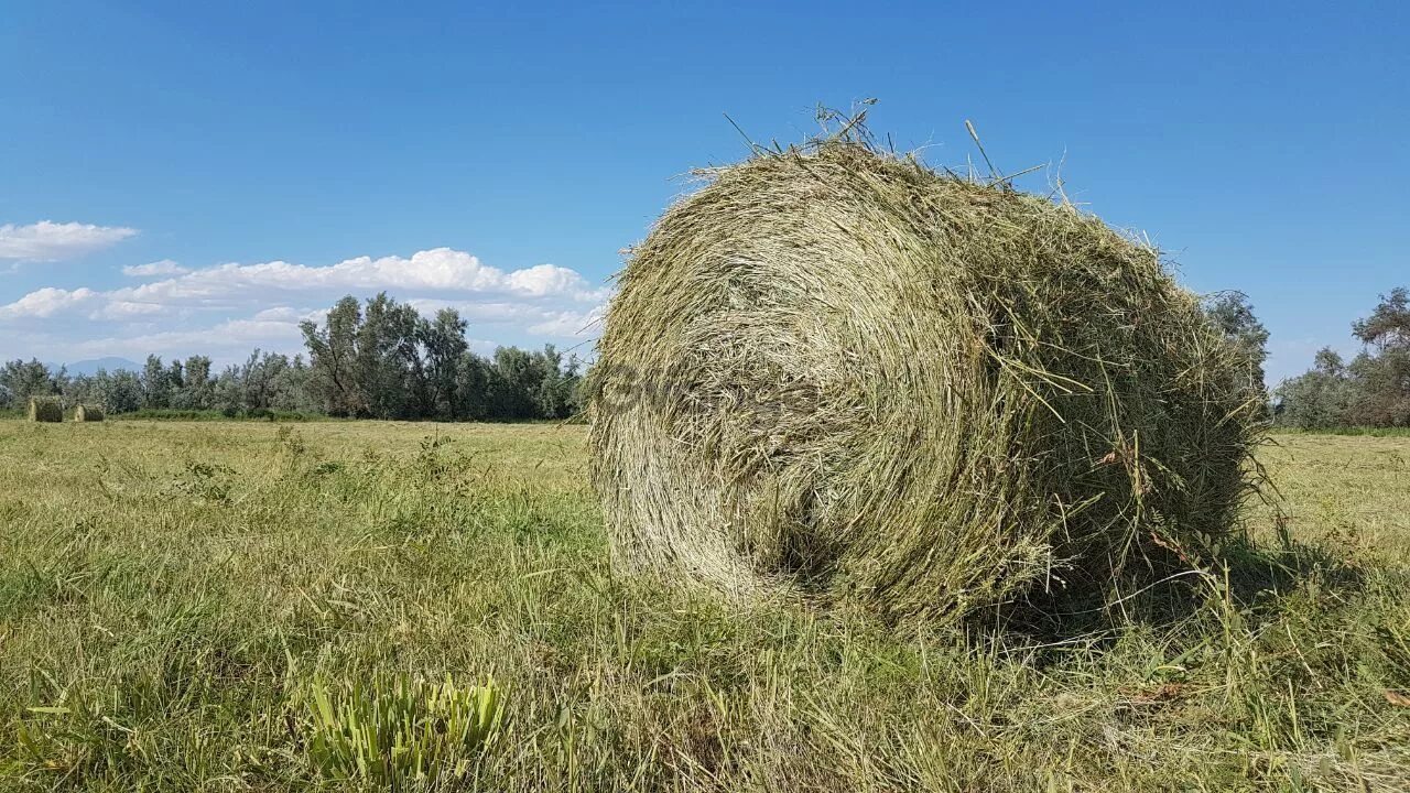 Сено новгород. Сено 200 кг тюки. Сено в рулонах и тюках. Сено в рулонах 350кг. Сено в тюках 350 кг.