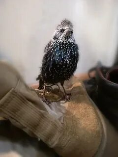 Птенец скворца есть истинное чудовище
