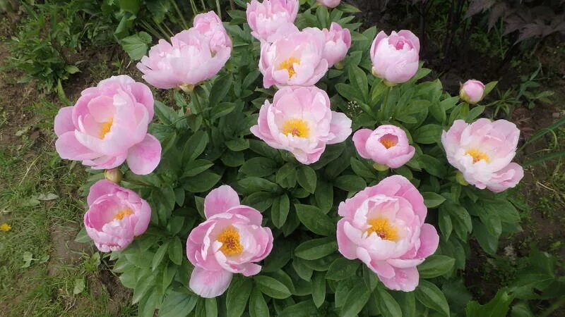 Пион фламинго. Пион flamingo. Пион фламинго фото. Пион фламинго. Пион фламинго.