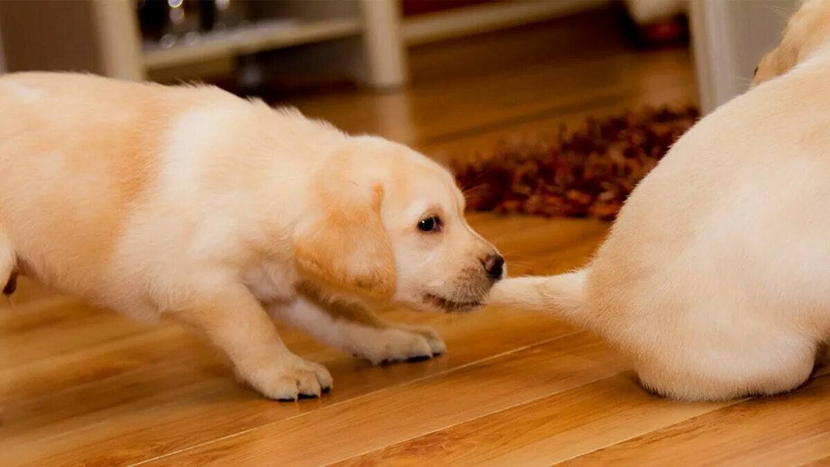 Собака играет. Веселый щенок. Щенки таксы фото. Ретривер спит. Смешные собаки видео.