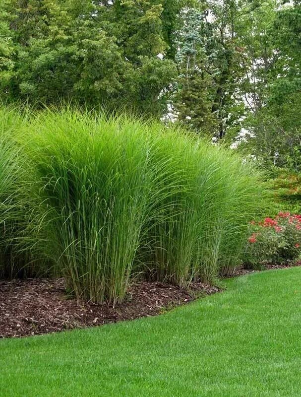 Фалярис канареечник. Тропинка среди травы. Мятлик луговой маркус. Трава рулонная газонная. Райграс пастбищный матильде.