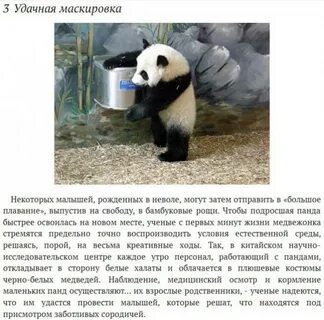 Панда интересные факты о животном