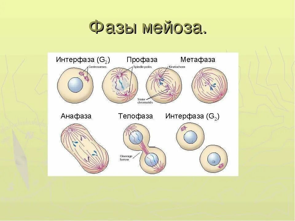 Мейоз происходит у человека. Мейоз стадии строение. Деление клетки мейоз 1 фазы. Мейоз 1 схема по фазам. 1 Деление мейоза фаза профаза.