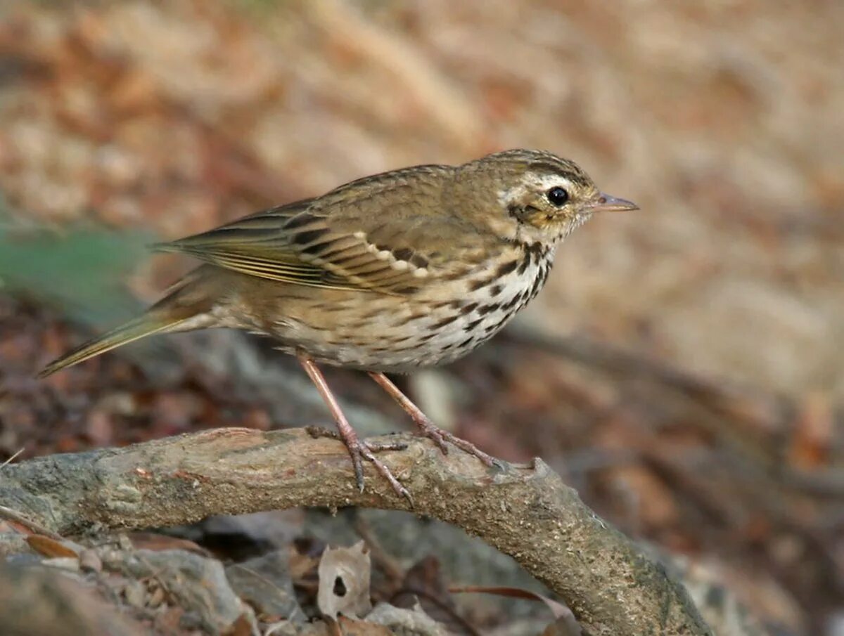 Серая птица с полосками. Птица Yellow Rumped Warbler. Птица с полосатой грудкой. Птица похожая на воробья. Пятнистый конек птица.