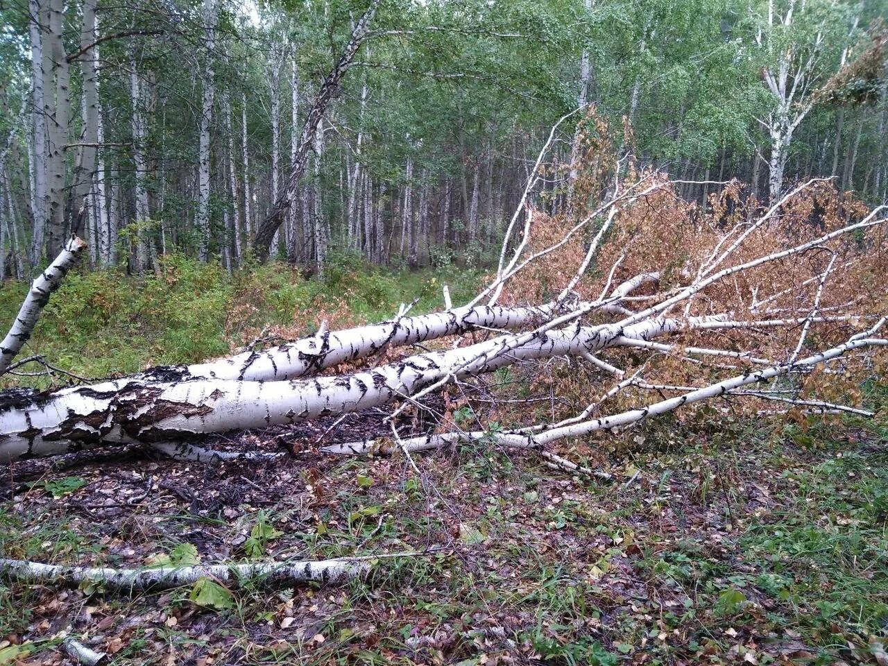 Пилить упавшие деревья