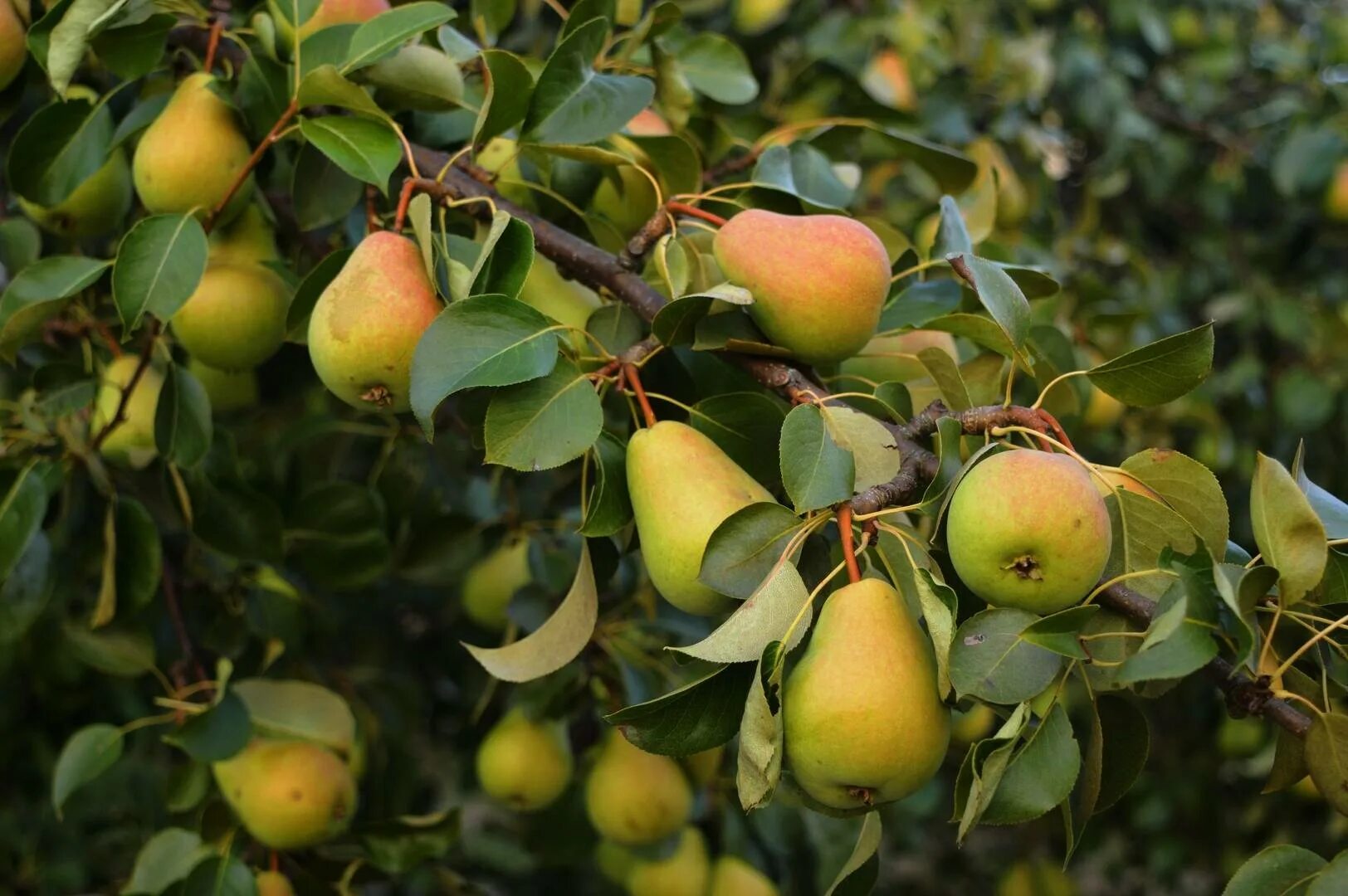 Груша Чижовская. Груша крупноплодная Сусова. Груша "Чижовская" Pyrus communis. Сорт груши Чижовская. Груша чижевского описание сорта отзывы